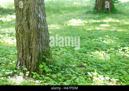 Zwei Stämme auf bewachsenen Lichtung, Detail, Stockfoto