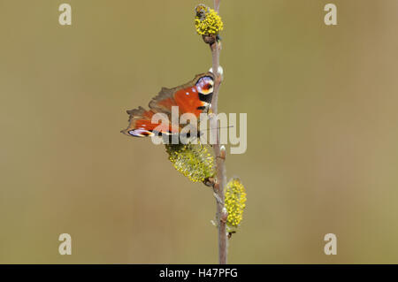 Tagpfauenauge, Inachis Io, Nymphalis Io markierst, Stockfoto