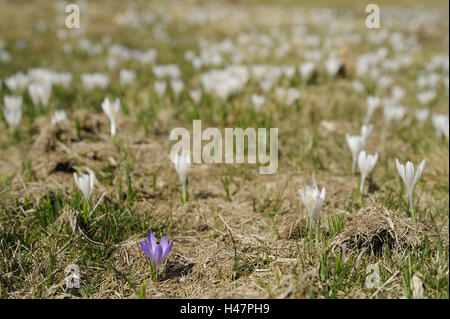 Krokusse, Crocus Vernus SSP. Albiflorus, Krokus Wiese Frühling, Stockfoto