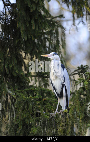 Graureiher Ardea Cinerea, Stockfoto