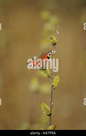 Tagpfauenauge, Inachis Io, Nymphalis Io markierst, Stockfoto