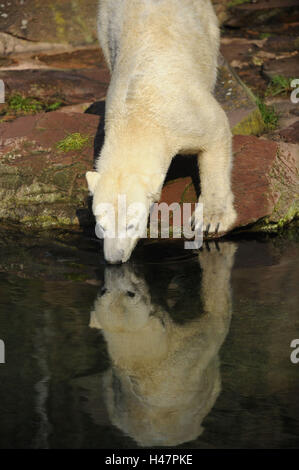 Eisbär Ursus Maritimus, Wasser, trinken, Spiegelung, Stockfoto