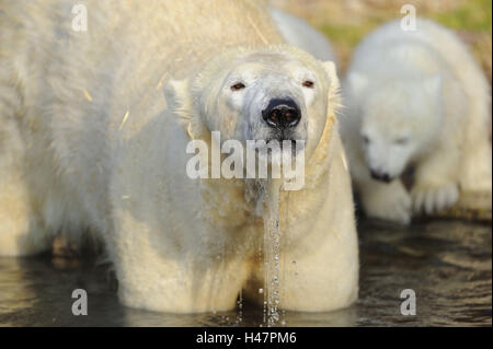 Eisbär im Wasser, Ursus Maritimus, Stockfoto