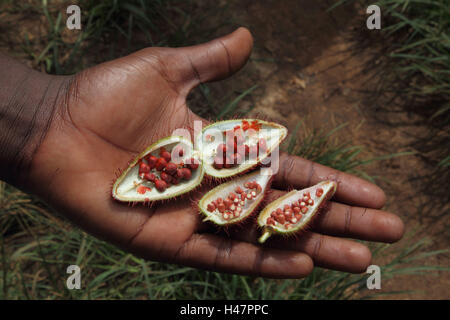 Annattostrauch, Früchte einerseits, Stockfoto