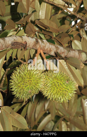 Durianfrüchte im Baum, Stockfoto