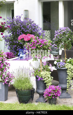 Terrasse mit Topfpflanzen im Sommer, Lavendel, Enzian Strauch, Bougainvillea, Glockenblume, Fan Blume, Spurflower, Geranien, Hortensien, Cape Daisy, Lavandula, Trauerweiden, Solanum Rantonetti, Campanula, Scaevola, Plectranthus, Pelargonien, Impatiens, Hy Stockfoto