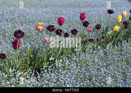Blumenbeet, Tulpen, Vergißmeinnicht, detail, Deutschland, Baden-Württemberg, Tübingen, Botanischer Garten, Myosotis Sylvatica, Tulipa, Blumen, Blüte, Frühling, sonnig, im Außenbereich Meer Blüte, Stockfoto