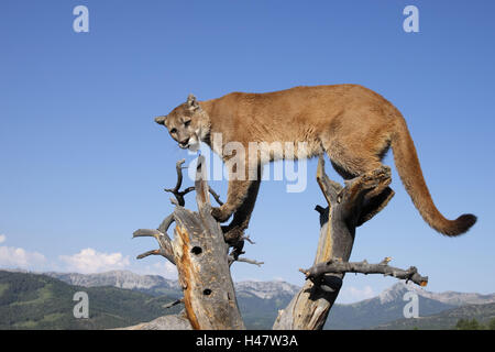 Puma, Felis Concolor, Baum, Minnesota, USA, Stockfoto