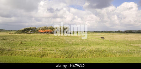 Deutschland, Insel Langeoog, Bauernhof, Stockfoto