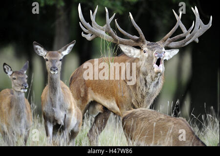 Rothirsch, Cervus Elaphus, Hirsch, Glocke, Brunftzeit, Holz, Rotwild, Großwild, Trott, wilde Tiere, Tiere, Gruppe, Anruf, Geweih, Hirschgeweih, Hirschkühe, drei, Natur, Stockfoto