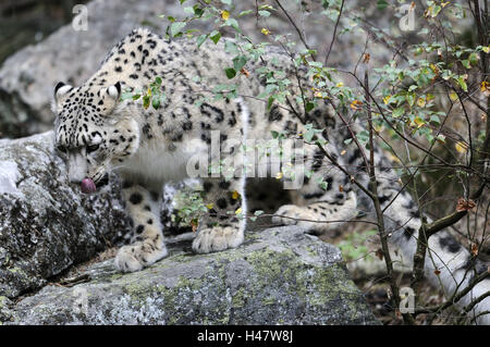 Schneeleopard, Uncia Uncia, Felsen, Nahrung suchen, Zoo, Gefangenschaft, Saisonangebote, Leopard, Tier, Raubtier, große Katze, Seitenansicht, Verhalten, Anguidae, Suche, Essen, Hunger, Mund, Zunge, lecken Stockfoto