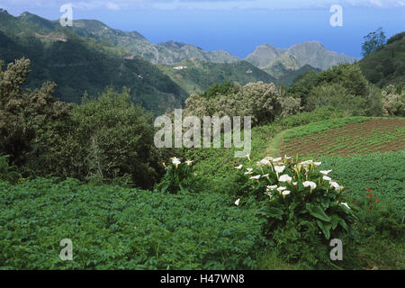 Spanien, die Kanaren Insel Teneriffa, Anaga-Gebirge, Feld, Calla, Blüten, Landwirtschaft, weiß, Berge, Holz, Feld, Blumen, Berge, Weitblick, Meer, Tourismus, Reisen, Gegend, Landschaft, Natur, Vegetation, Stockfoto