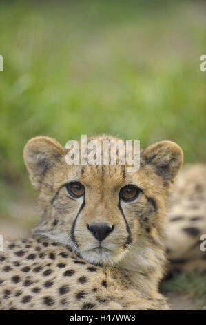 Gepard, Acinonyx Jubatus, Wiese, liegend, Nahaufnahme, Stockfoto