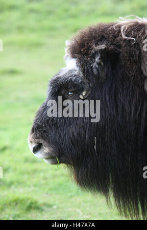 Moschusochsen, Kopf, Seitenansicht, close-up, Stockfoto