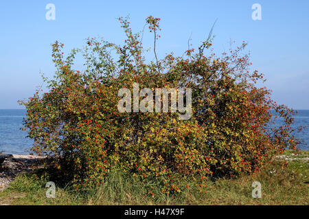 Hagebutte, Hundsrose, Stockfoto