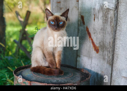Anmutige siamesische Katze mit blauen Augen sitzen auf einem rostigen Fass im Sommergarten Stockfoto