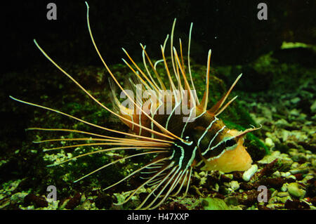 Spotfin Lionfish, Pterois Antennata, Seitenansicht, Schwimmen, Stockfoto