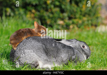 Farbe Havanna Zwerg "Blaze", Jungtier, große Chinchilla, Rücken, Wiese, Seitenansicht, liegend, Stockfoto