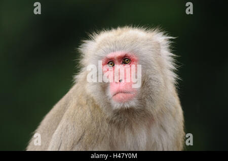 Japanischen Makaken, Macaca Fuscata, Porträt, Vorderansicht, Blick in die Kamera, Stockfoto