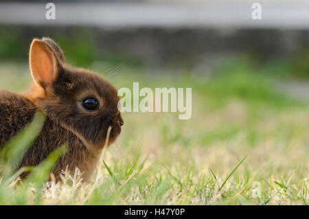 Netherland Dwarf Rabbit "Loh Havanna", Jungtier, Porträt, Wiese, Seitenansicht, sitzen, Stockfoto