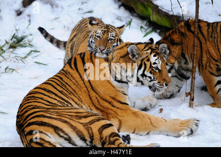 Sibirische Tiger, Panthera Tigris Altaica, Mutter mit jungen Tier, Seitenansicht, kuscheln, Blick in die Kamera, Stockfoto