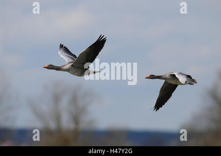 Graugänse Anser Anser, Seitenansicht, fliegen, Himmel, Stockfoto