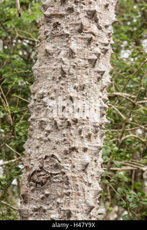 Kapok-Baum (Ceiba Pentandra) wächst im Wald mit Stacheln am Stamm, Mexiko Stockfoto
