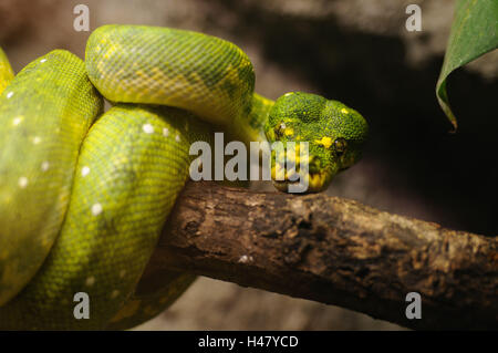 Grüne Baumpython, Morelia Viridis, Vorderansicht, Blick in die Kamera, die Hälfte Porträt Stockfoto