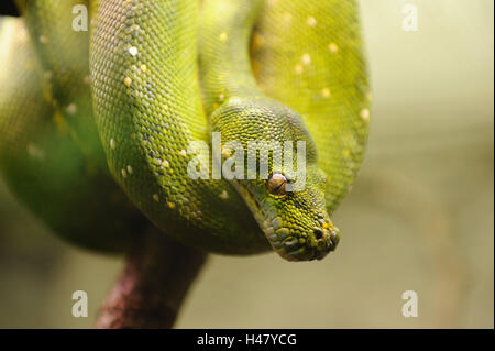 Grüner Baumpython Morelia Viridis, Seitenansicht, halbe Porträt, Stockfoto