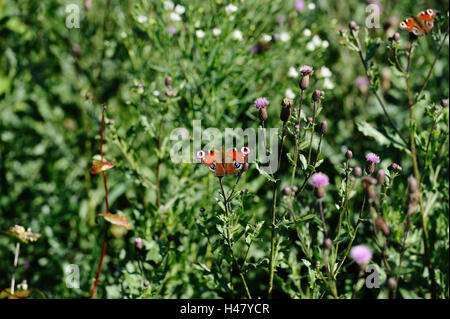 Tag Tagpfauenauge, Inachis Io, Acker-Kratzdistel, Cirsium Arvense Stockfoto