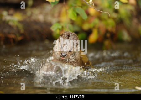 Europäischen Fischotter Lutra Lutra, Wasser, Vorderansicht, Schwimmen, Stockfoto