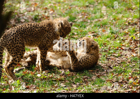 Geparden, Acinonyx Jubatus, Jungtiere, Wiese, Seitenansicht, spielen, Stockfoto