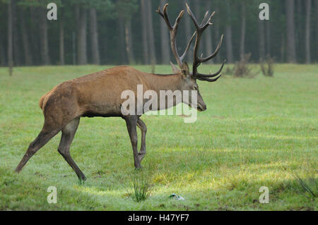 Rothirsch, Cervus Elaphus, Seitenansicht, Wandern, Wiese, Waldrand, Herbst, Stockfoto