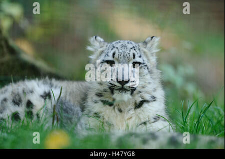 Schneeleopard Uncia Uncia, Jungtier, Vorderansicht, liegen, Rasen, Blick in die Kamera, Stockfoto