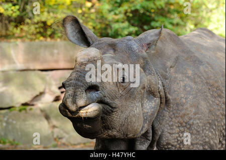 Gepanzerte Nashorn Rhinoceros Unicornis, Porträt, frontal, Blick in die Kamera Stockfoto