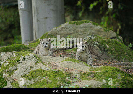 Schneeleoparden, Uncia Uncia, Jungtiere, Felsen, Sit, frontal, Rückfahrkamera, Stockfoto