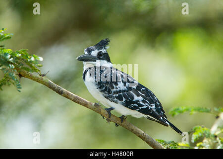 pied Kingfisher (Ceryle Rudis) Erwachsenen thront auf Baum über dem Wasser, Kenia, Ostafrika Stockfoto