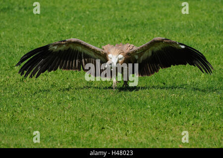 Gans Geier, abgeschottet Fulvus, Wiese, Sit, Verbreitung Flügel, Stockfoto