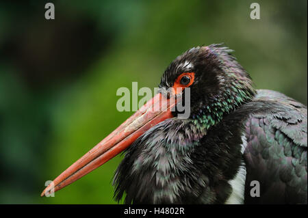 Schwarzstorch, Ciconia Nigra, Porträt, Seitenansicht, Stockfoto