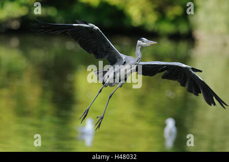 Graureiher Ardea Cinerea, im Flug Stockfoto