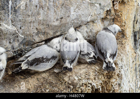 Schwarz-legged Kittiwake (Rissa Tridactyla) Gruppe von Jungvögeln auf Felsvorsprung in Brutkolonie, Northumberland, England, UK Stockfoto