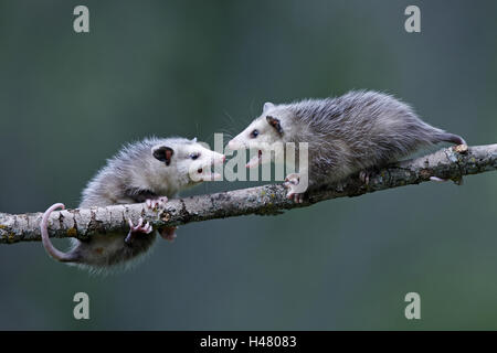 Nordamerikanische Opossum, Didelphis Virginiana, Jungtiere, Zweig, Stockfoto