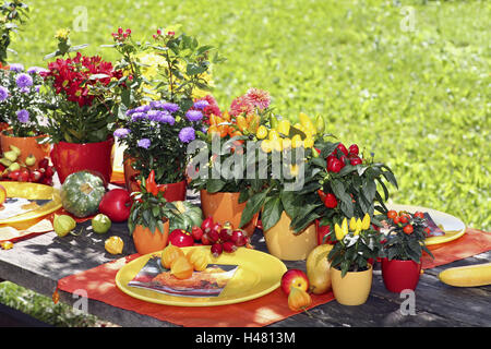 Gartentisch, dekoriert, herbstliche, gedeckt, hell, Früchte, Blumen, Gemüse, Garten, Tisch, Spätsommer, Saison, Herbst, Kürbis, rose Hüfte, Physalis, Blumentöpfe, Platten, Paprika Pflanze, Astern, Chrysanthemen, Johanniskraut, gelb, Orange, lila, Stockfoto