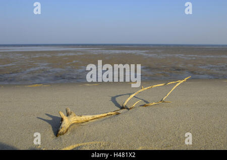 Deutschland, Schleswig - Holstein, Nord-Fries-Land, Insel Sylt, Hörnum, Watt, Ebbe, Treibholz, Meer, Abendlicht, Nordsee-Insel, Küste, Wattenmeer, Watt Landschaft, Sand, Sandbank, Gezeiten, der Nordsee, Stamm, jagen Eigenschaft, Landschaft, niemand, Breite, Abstand, Horizont, Natur, Stille, Einsamkeit, Textfreiraum, Stockfoto