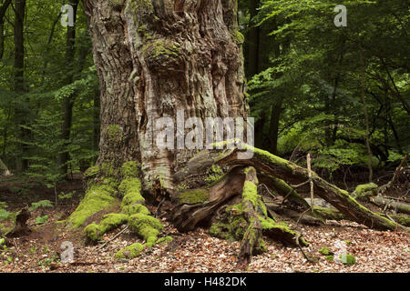 Deutschland, Hessen, Weser Bergland, Reinhards Holz, urzeitlichen Wald Schloss Saba, alten Stamm, Stockfoto