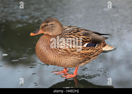 Stockente, Weiblich auf Eis steht, Stockfoto