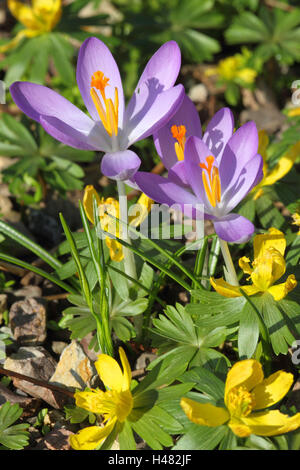 Frühlings-Krokus und Winterling, Stockfoto