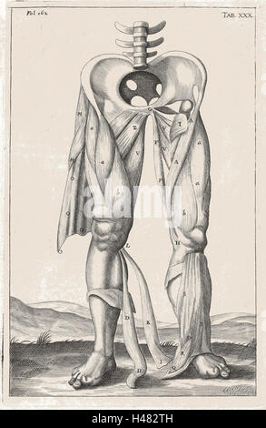 Anatomische Darstellung, die Muskeln der Beine Stockfoto