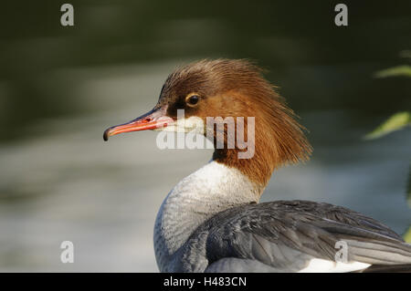 Gänsesäger, Mergus Prototyp, Porträt, Blick in die Kamera, Stockfoto