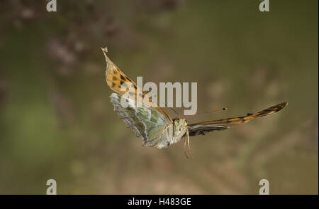 Silber-washed Fritillary, Argynnis Paphia, im Flug, Stockfoto